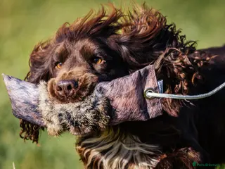 Cocker Spaniel dogs Champion Bred KC Cocker Spaniel & ALL Health Tests in Cranbrook - Advert 7