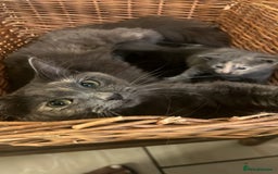 British Longhair cats for sale: British blue cross. 2 females left - Image 9