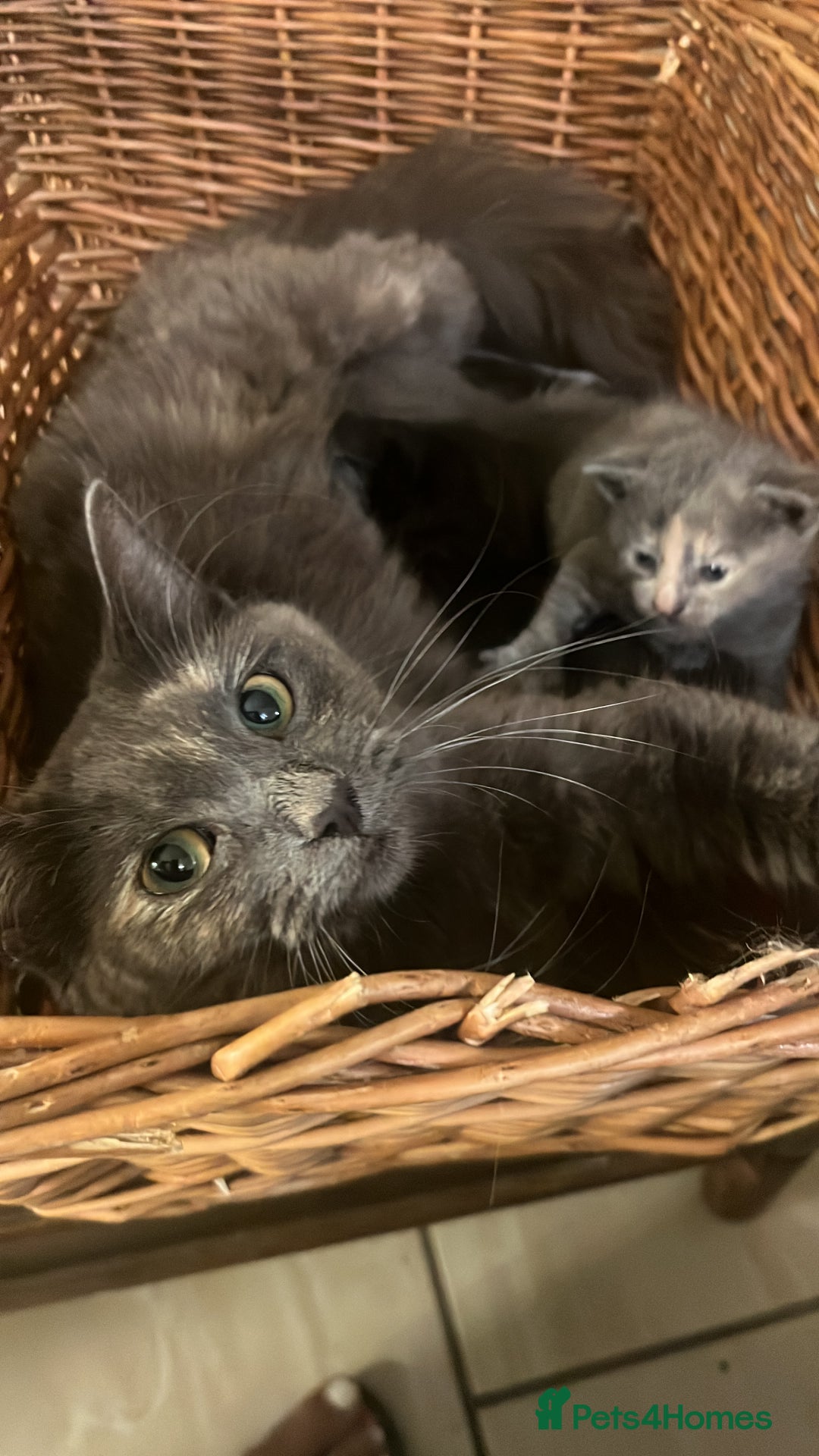 British Longhair cats for sale: British blue cross. 2 females left - Image 9