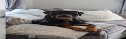 Rottweiler dogs for stud: Rottweiler for STUD only (not for sale/rehoming) - Advert 15