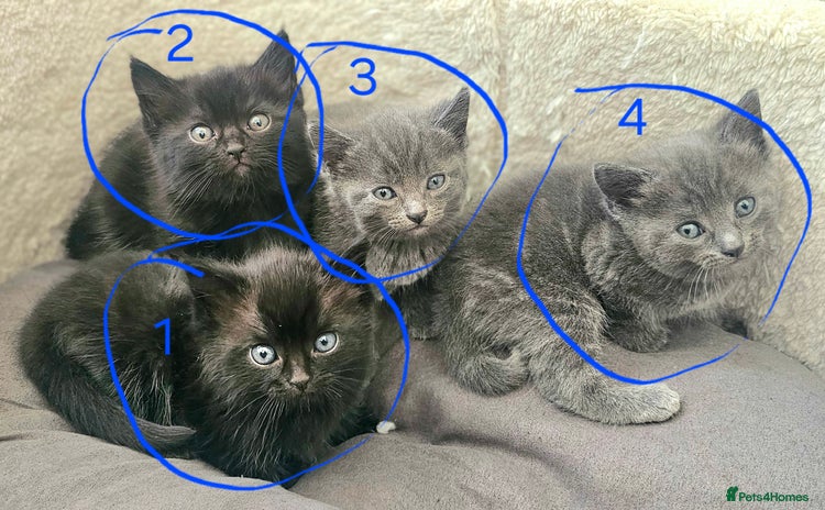 Mixed Breed cats - Advert 7