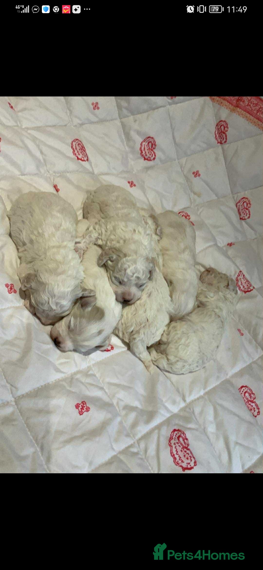 Maltese dogs for sale: Bishon Maltese  - Image 6