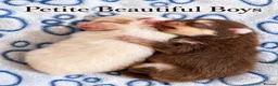 Pomeranian dogs for sale: Two Stunning Petite Pomeranian Babies  - Advert 7