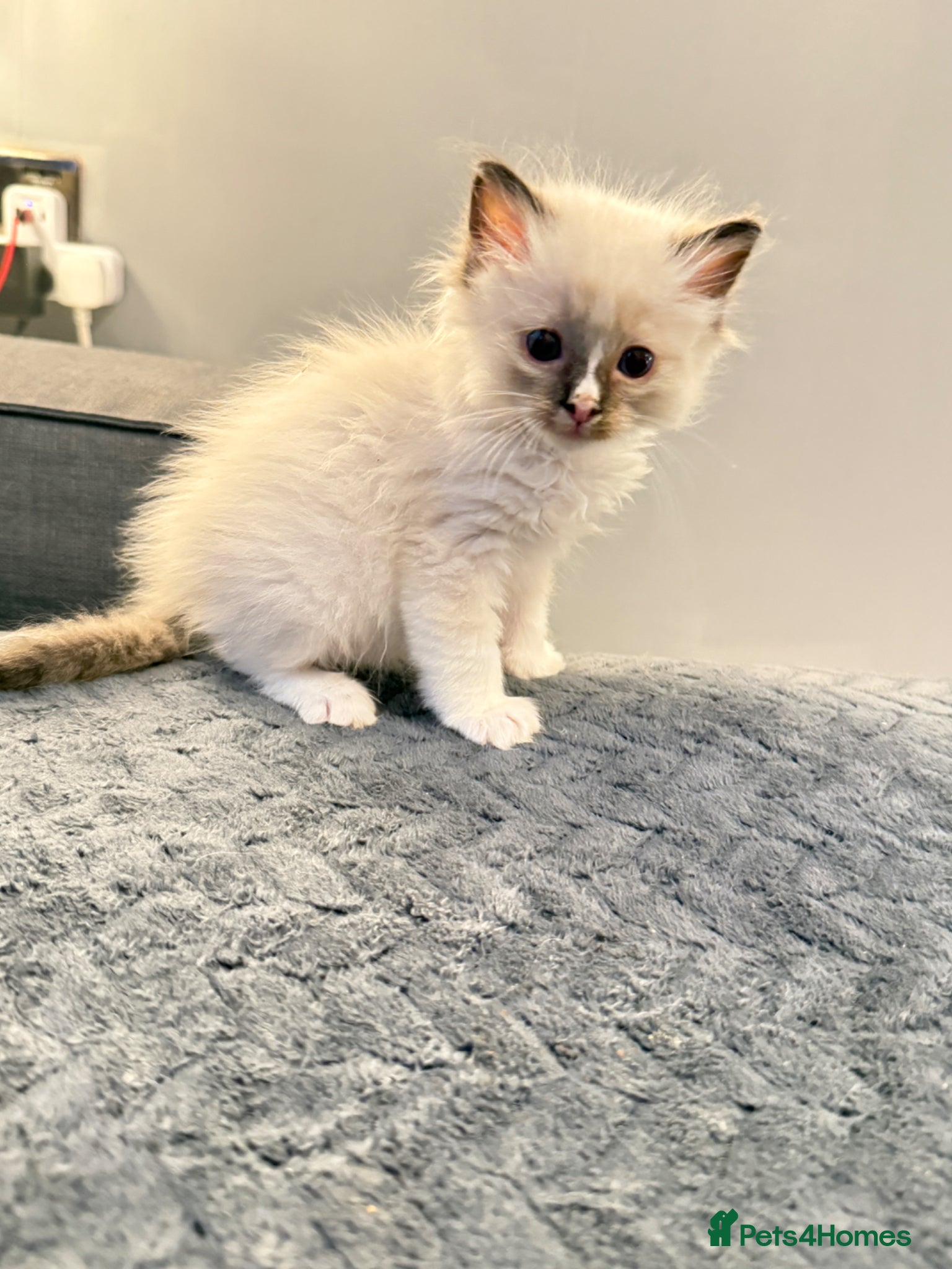 Ragdoll cats *** only 3 Beautiful Pure Ragdoll Kittens left *** - Advert 9