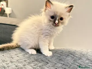 Ragdoll cats *** only 3 Beautiful Pure Ragdoll Kittens left *** - Advert 17
