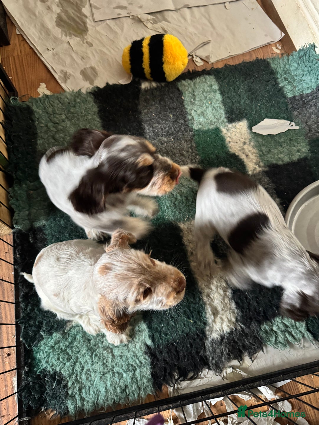 Cocker Spaniel dogs for sale: Gorgeous KC reg show cockers  - Image 4