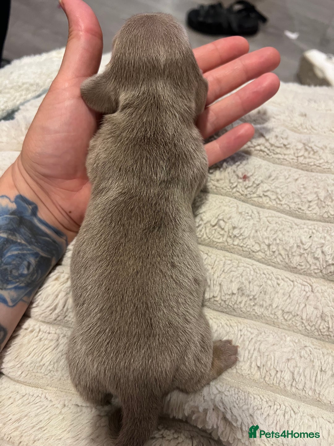 Miniature Dachshund dogs for sale: Isabella and tan miniature dachshund  - Image 5