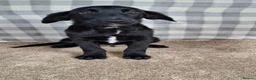 Mixed Breed dogs for sale: Flatcoated retriever x border collie puppies - Advert 12