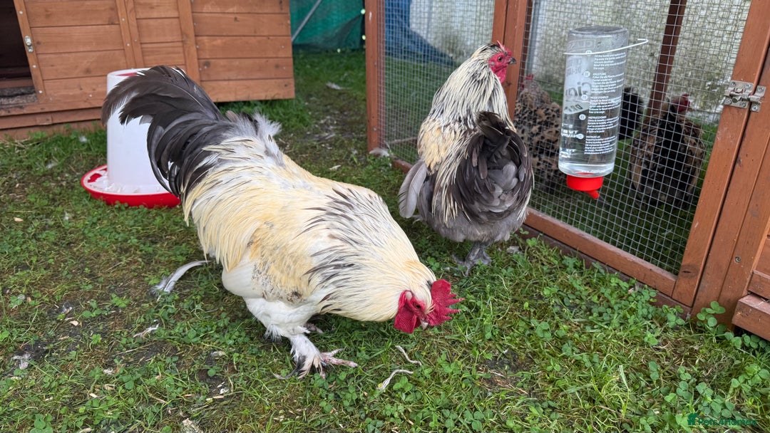 Chickens poultry for sale: 4 VERY HANDSOME HAND REARED SILKY MIX COCKERELS  - Image 20