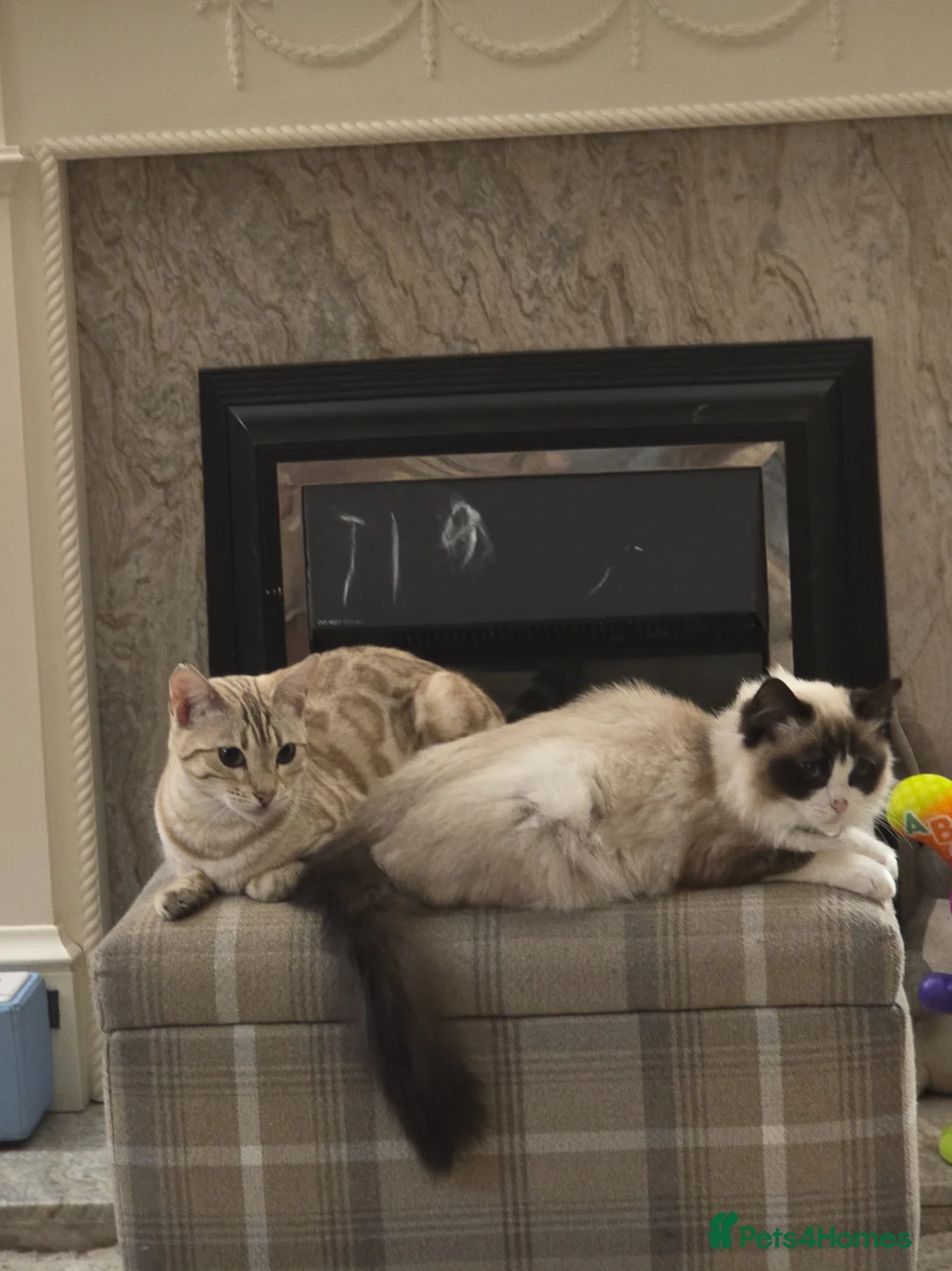Mixed Breed cats for sale: Bengal cross ragdoll kittens  - Advert 2