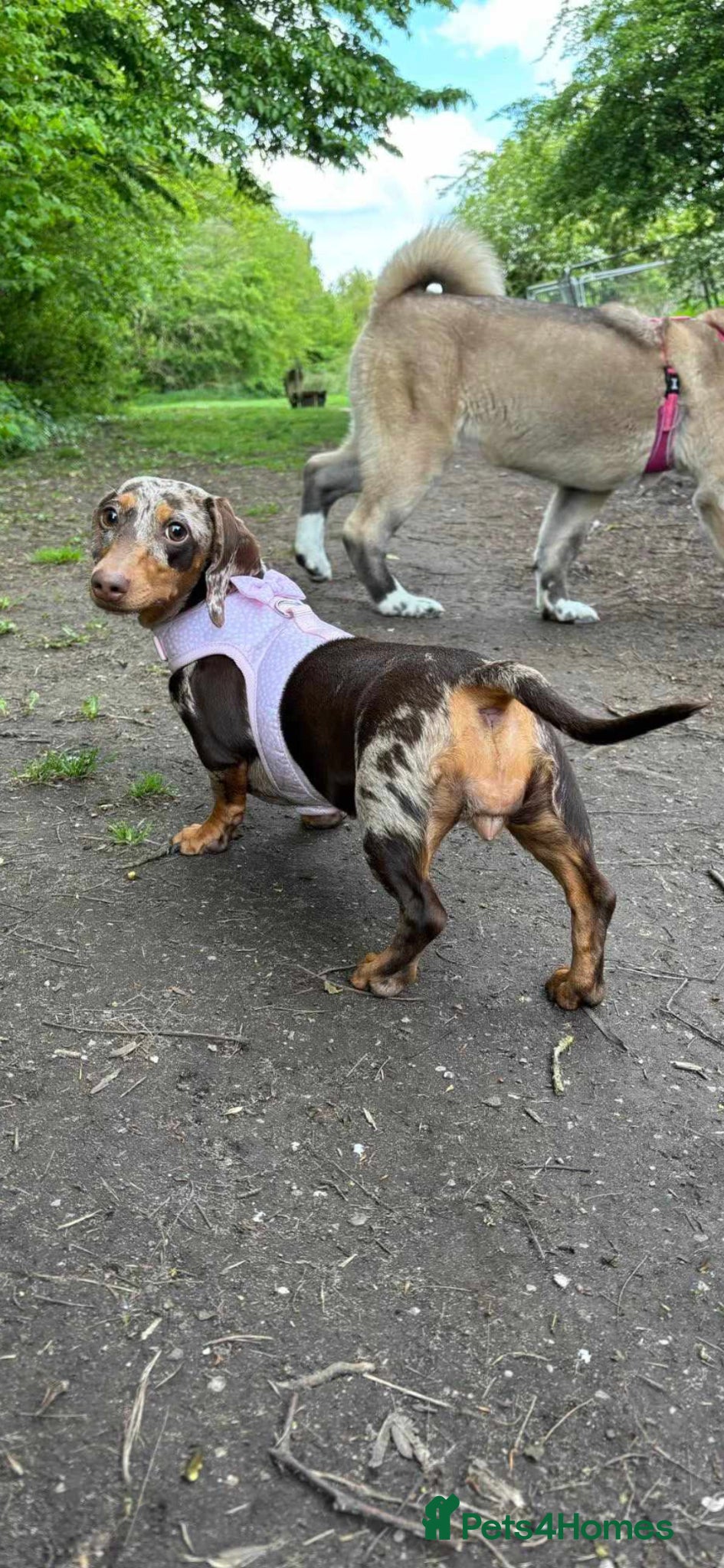 Miniature Dachshund dogs 🐾KC Miniature Dachshund Puppies Champion Lines🐾 - Advert 17