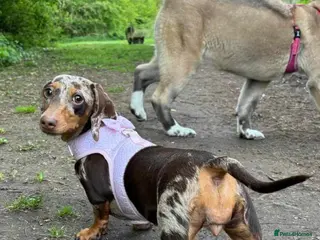 Miniature Dachshund dogs 🐾KC Miniature Dachshund Puppies Champion Lines🐾 - Advert 17