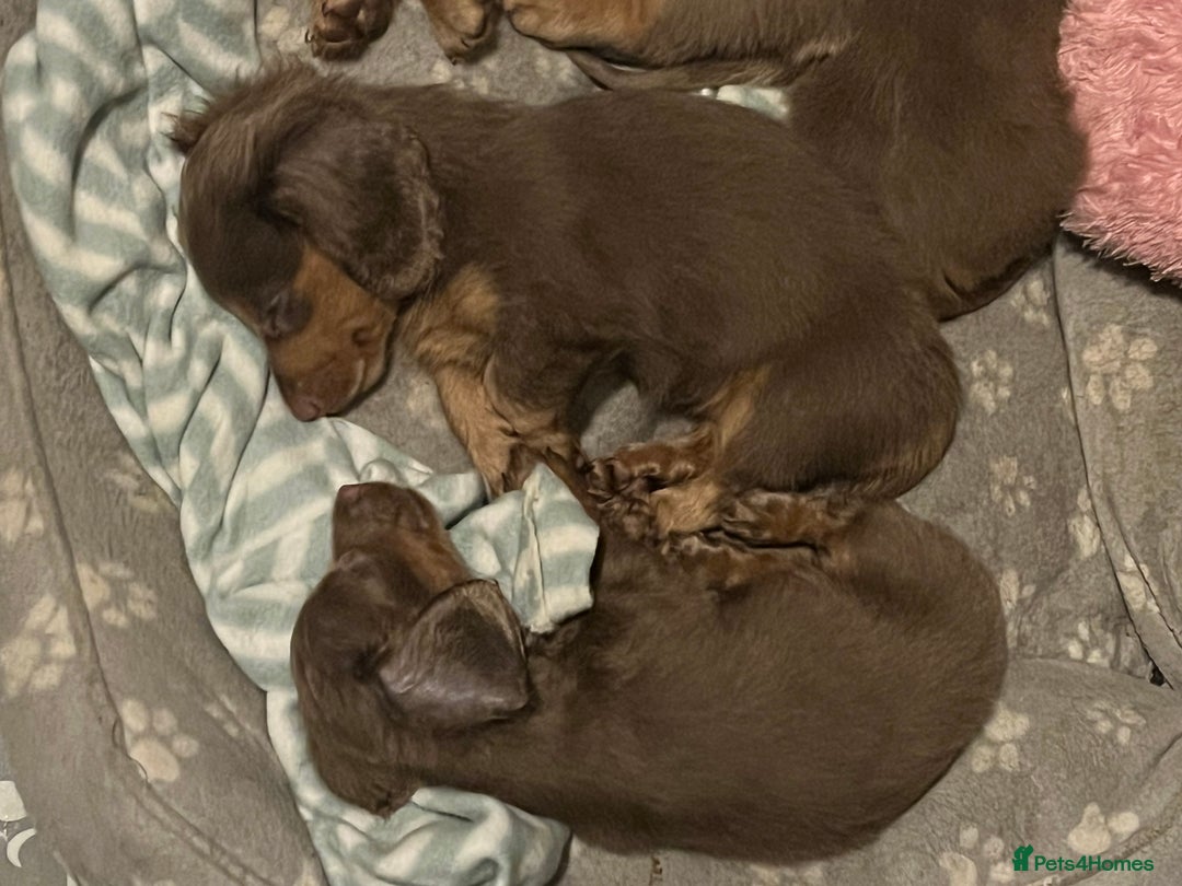 Miniature Dachshund dogs for sale: Mini longhaired Isabella/tan Dachshunds VACCINATED - Image 9