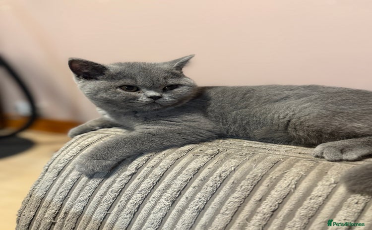 British Shorthair cats in Gloucester - Advert 8