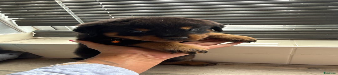 Rottweiler Puppy 7