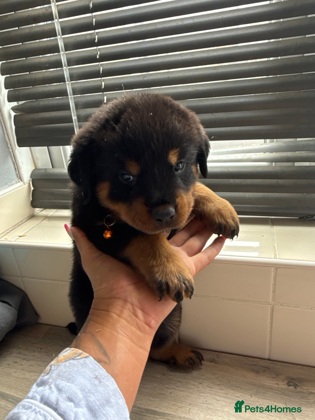 Rottweiler dogs for sale: Rottweiler puppies for sale  - Image 13