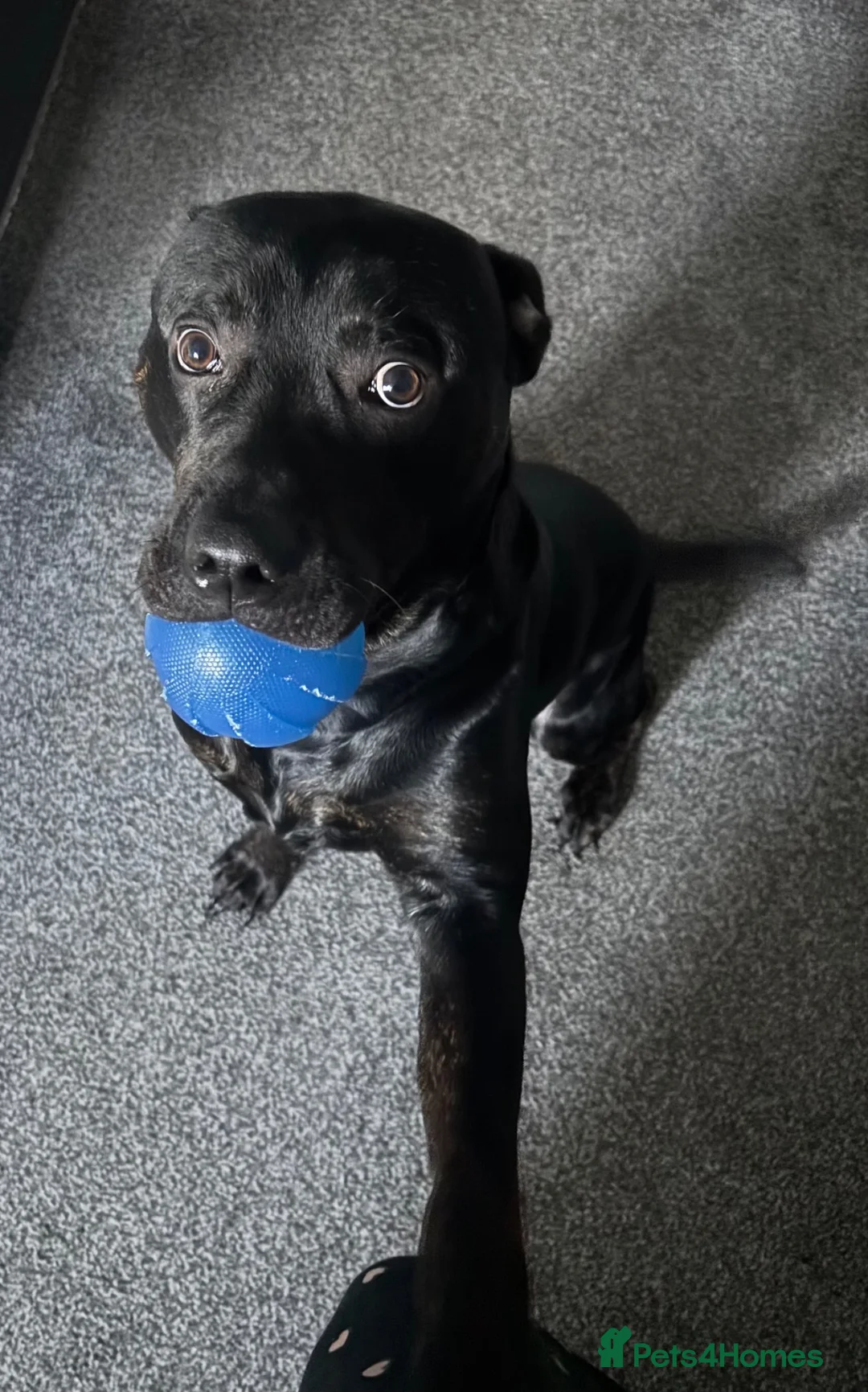 Mixed Breed dogs for sale: Staffy X Rottweiler in Whitchurch - Advert 2