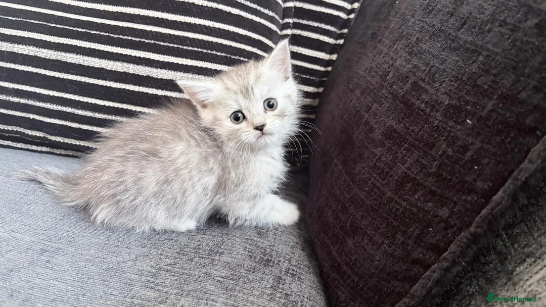 Persian cats for sale: PERSIAN CHINCHILLAS X - Advert 16