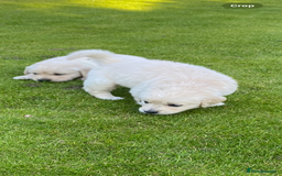 Golden Retriever dogs for sale: Fabulous golden retriever puppies  - Image 32