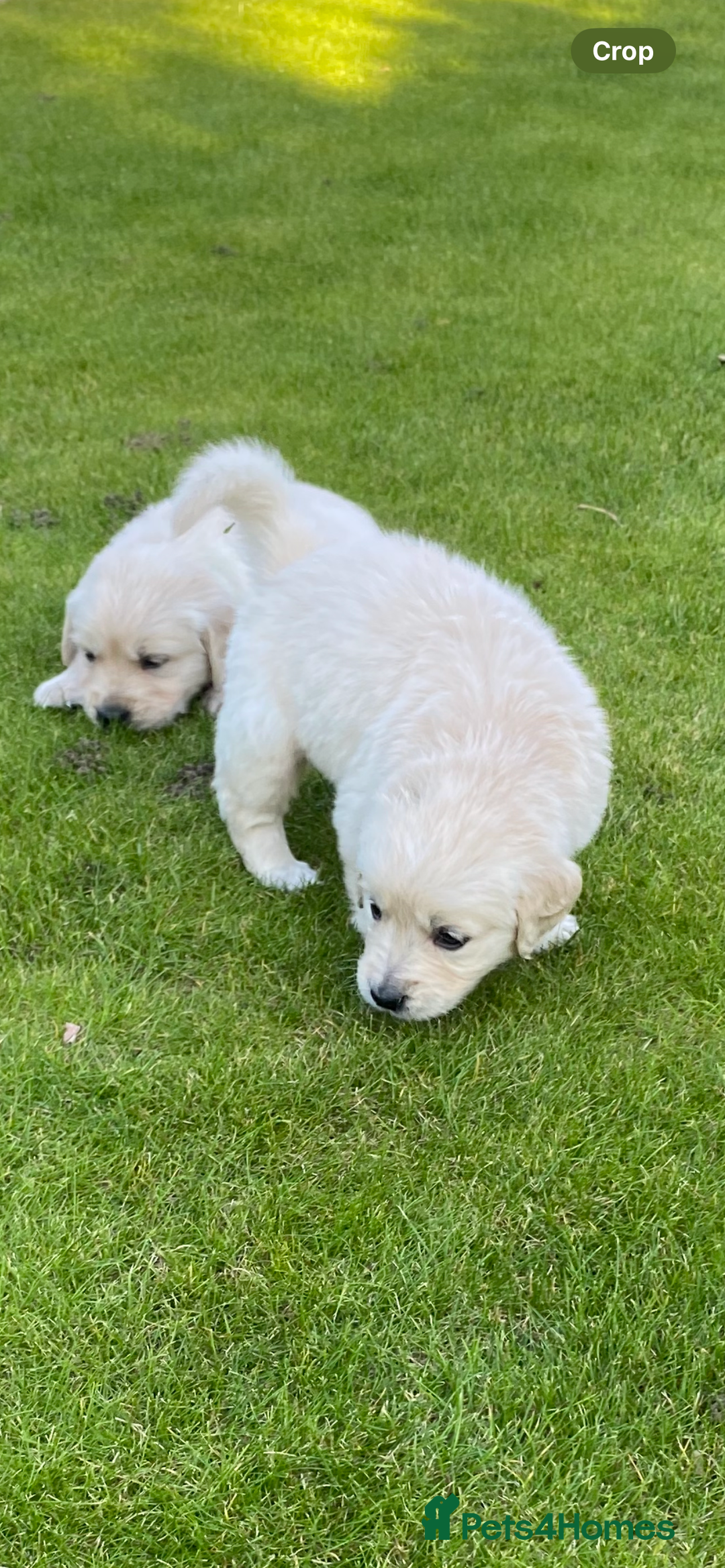 Golden Retriever dogs for sale: Fabulous golden retriever puppies  - Image 32