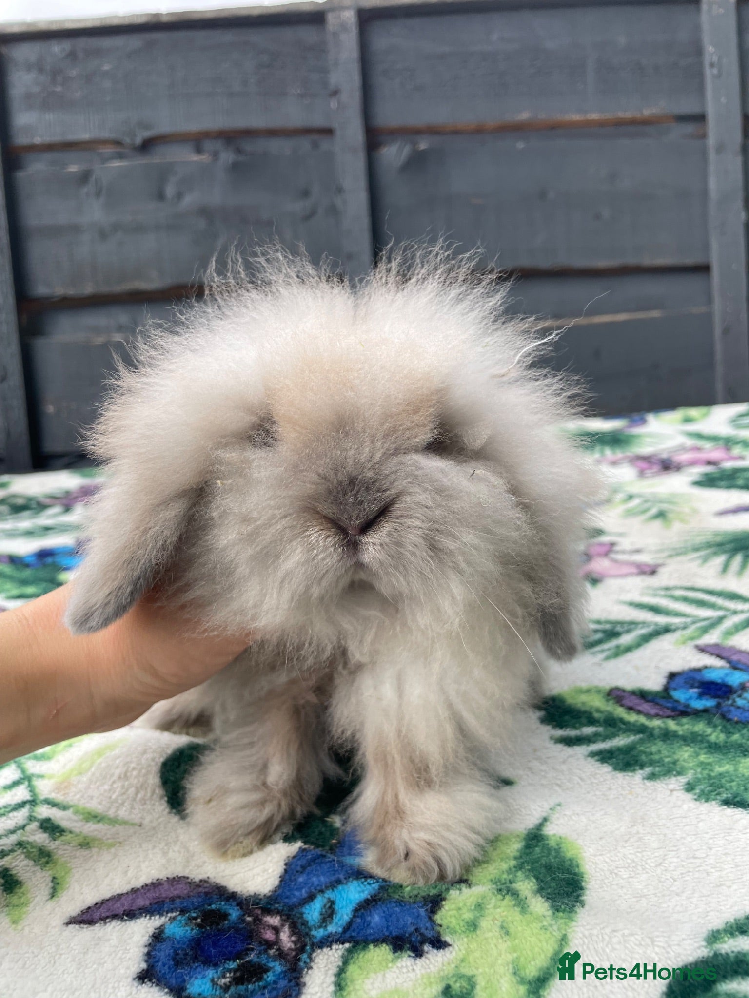 Mini Lion Lop rabbits Beautiful Mini Lion Lops - Ready to Reserve - Advert 2