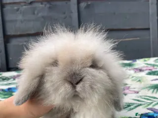 Mini Lion Lop rabbits Beautiful Mini Lion Lops - Ready to Reserve - Advert 2
