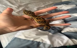 Gecko reptiles for sale: Leopard geckos and full set-up - Image 4