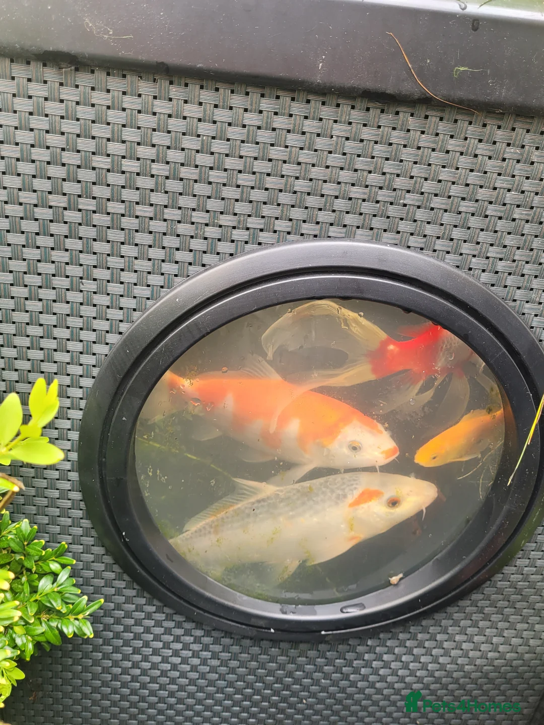 Koi Carp fish for sale: Koi carp - Advert 1