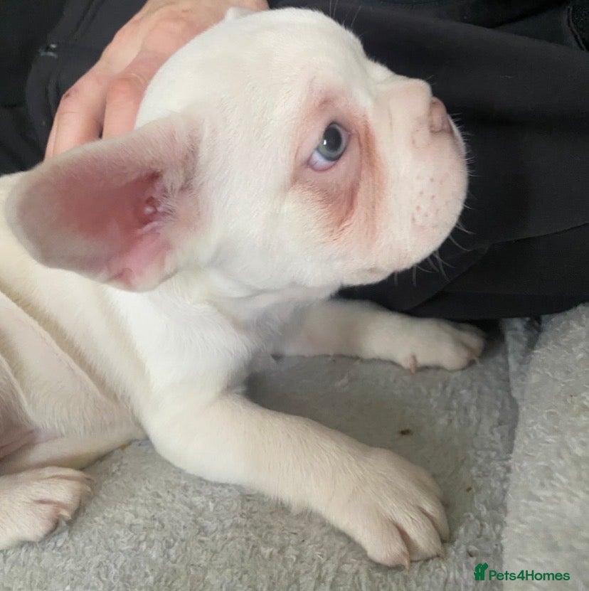 French Bulldog dogs 💚/💙 eyed boy left - fluffy carrier  - Advert 14