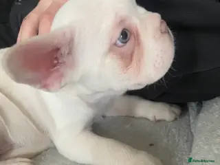 French Bulldog dogs 💚/💙 eyed boy left - fluffy carrier - Advert 14