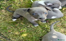 Whippet dogs for sale: Whippet puppies  - Image 15