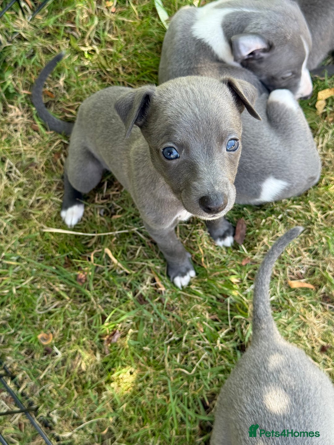 Whippet dogs for sale: Whippet puppies  - Image 15