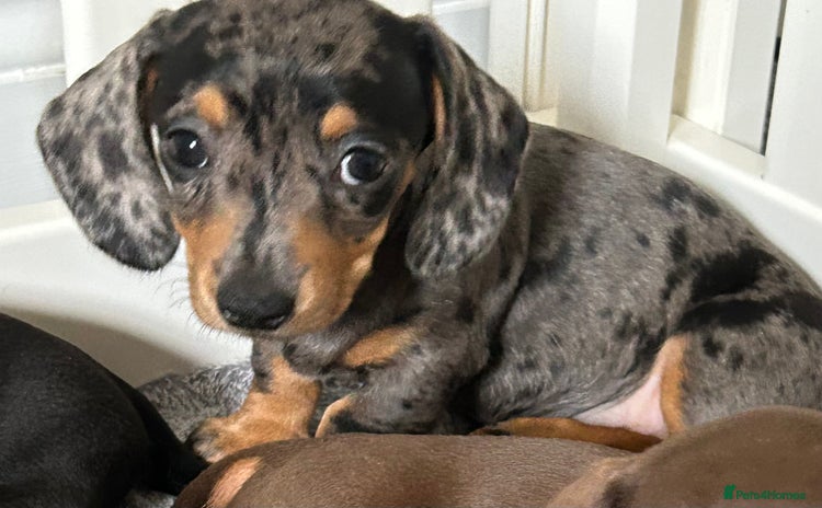Miniature Dachshund dogs - Advert 15