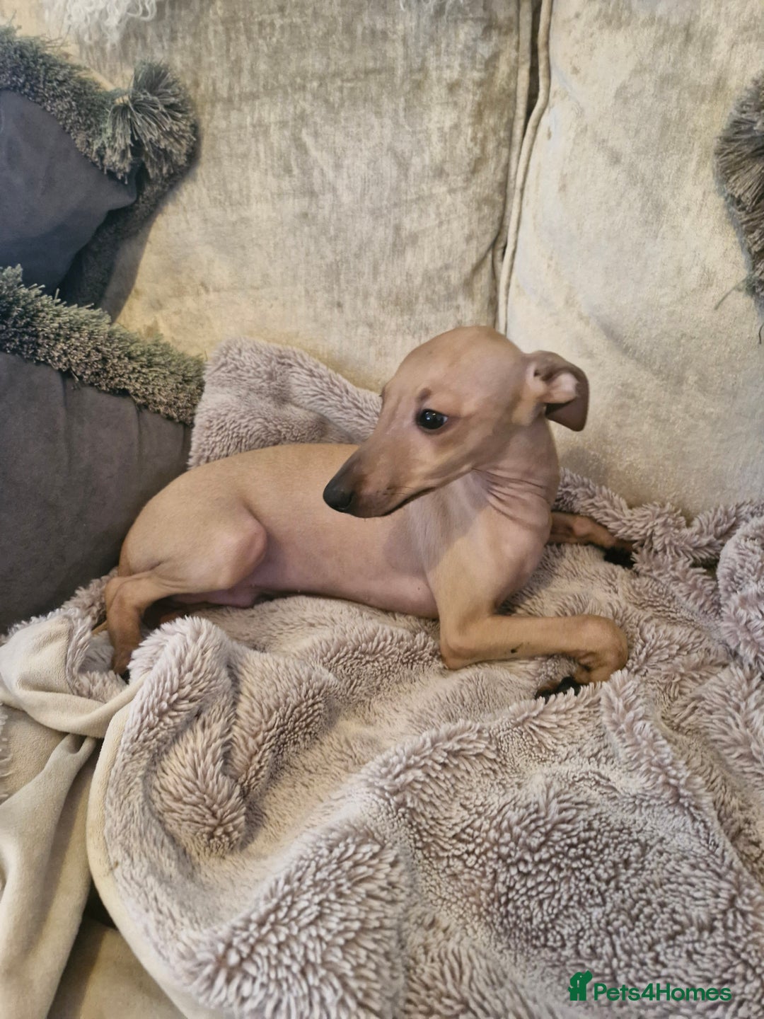 Italian Greyhound dogs for sale: KC reg  Italian greyhound puppies  - Image 9