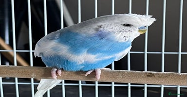 Budgerigars birds Beautiful Adult Budgies - Advert 4