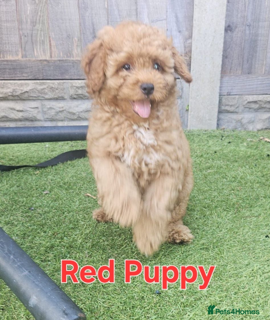 Maltipoo dogs 🐶ready to leave🐶3 gorgeous boy maltipoo pups🐶  - Advert 6