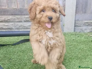 Maltipoo dogs 🐶ready to leave🐶3 gorgeous boy maltipoo pups🐶 - Advert 6