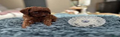 Toy Poodle 1