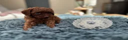 Toy Poodle dogs for sale: Adorable mini Asian poodle  - Advert 13