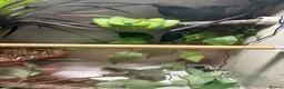 Python Snake reptiles for sale: Green tree python  in Derby - Advert 2