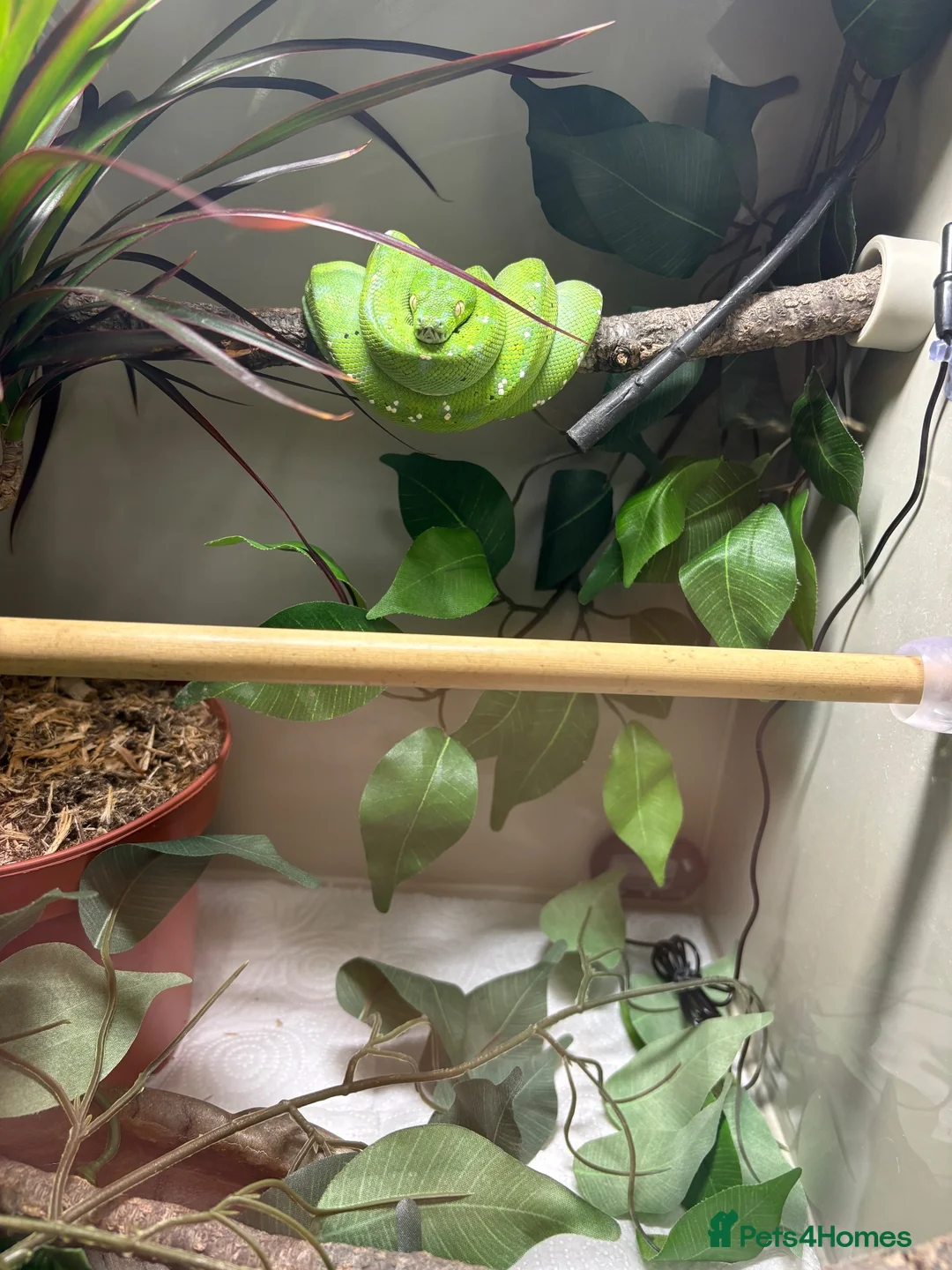 Python Snake reptiles for sale: Green tree python  in Derby - Advert 2
