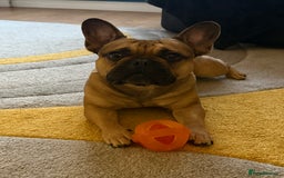 French Bulldog dogs for sale: Reggie  - Image 2