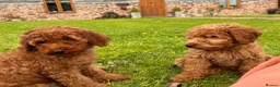 Mini Goldendoodle dogs for sale: Ready Now! Mini Irishdoodle health tested parents  - Advert 29