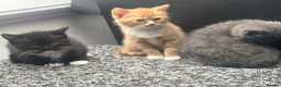 Birman cats for sale: Birman cat - Advert 9