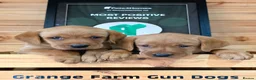 Labrador Retriever dogs for sale: 2 BEAUTIFUL CHUNKY KC REG FOX RED LABRADORS - Advert 3