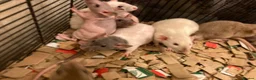 Rat rodents for sale: Rats for sale hull  - Advert 5