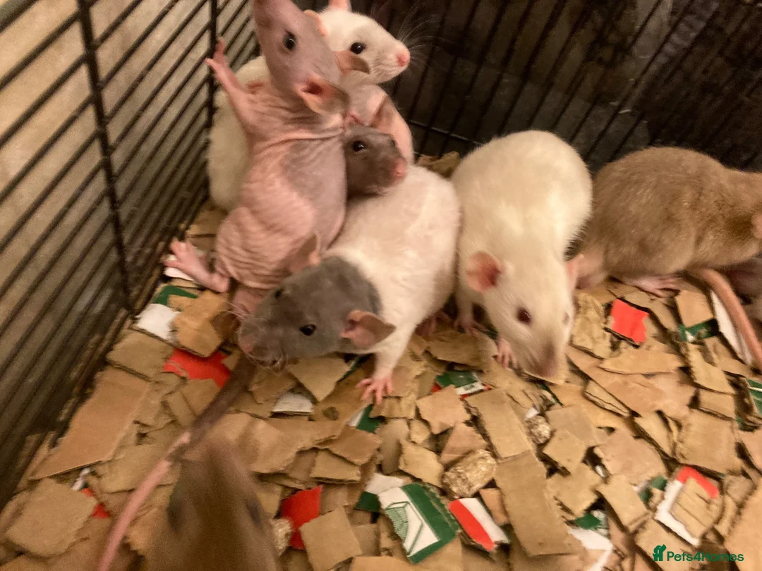 Rat rodents for sale: Rats for sale hull  - Advert 5