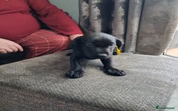 Mixed Breed dogs for sale: Lurcher x jackapoo  pups - Advert 4