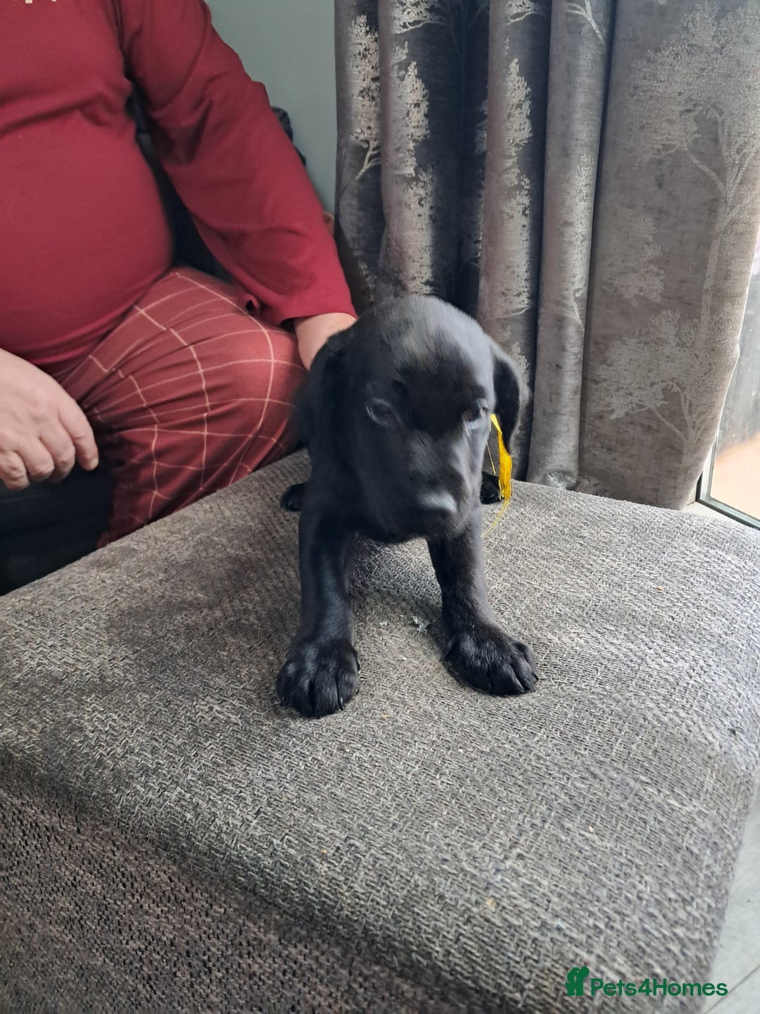 Mixed Breed dogs for sale: Lurcher x jackapoo  pups - Advert 4