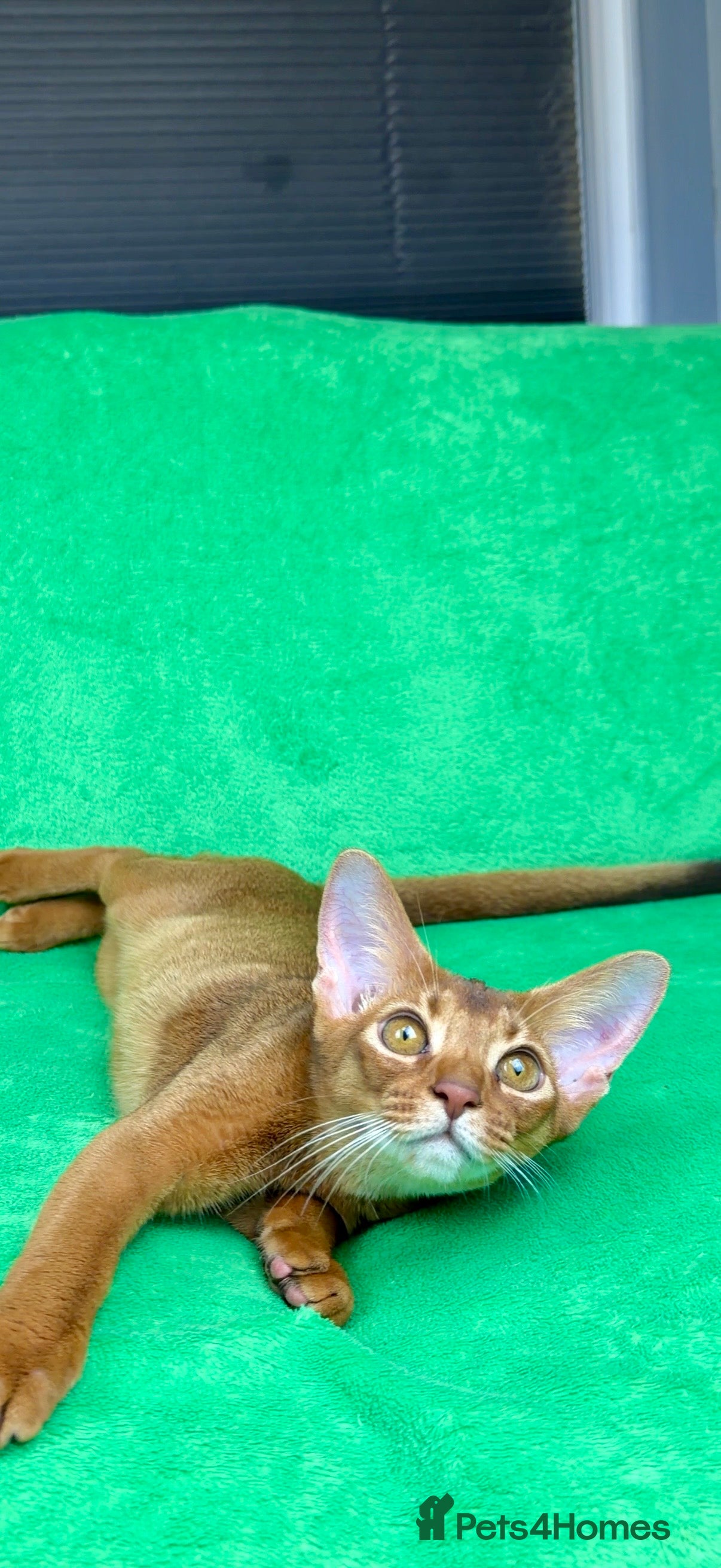 Abyssinian cats Gorgeous Abyssinian Kittens Only Sorrel girl left  - Advert 3